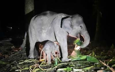 uploads/news/2024/04/gajah-sumatera-lahir-di-11574acf8e2e383_400.jpg