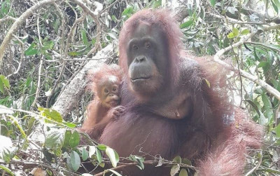 uploads/news/2024/04/konservasi-orangutan-individu-lahir-76737548ee530a8_400.jpg