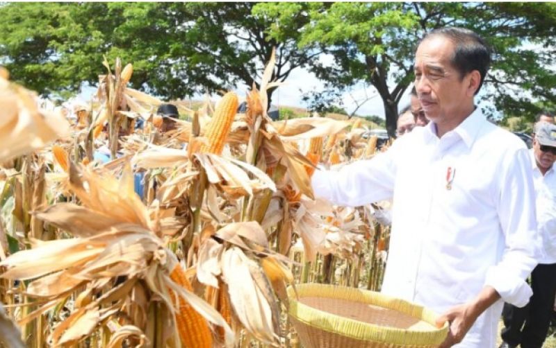 uploads/news/2024/05/panen-jagung-sumbawa-jokowi-260426fc1fa8595.jpg