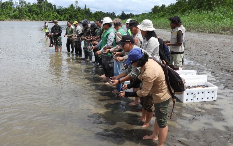 uploads/news/2024/05/pelepasan-kura-kura-moncong-babi-83308659d477d6e.jpg