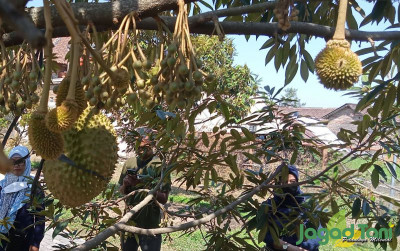 uploads/news/2024/05/pohon-durian-warisan-investasi-877701324fd16c2_400.jpg