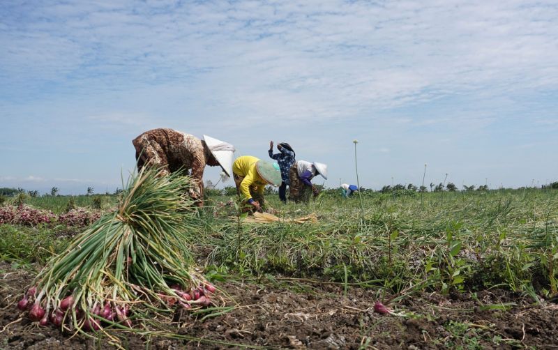 uploads/news/2024/07/-produksi-sayuran-dan-buah-61287c1a613dc38.jpg