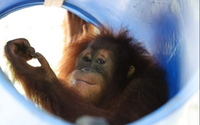 uploads/news/2024/07/orangutan-sumatera-jalanin-translokasi-4165012573f59e5_400.jpg