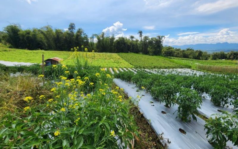 uploads/news/2024/07/pengembangan-kampung-hortikultura-ramah-291287676a3dca2.jpg