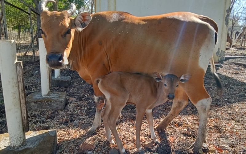 uploads/news/2024/08/bayi-banteng-jantan-lahir-14612cbaf02acbe.jpg