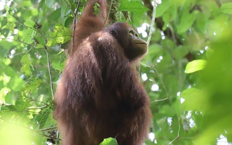 uploads/news/2024/08/pelepasliaran-orangutan-di-tnbkds--893859b118917a3.jpeg