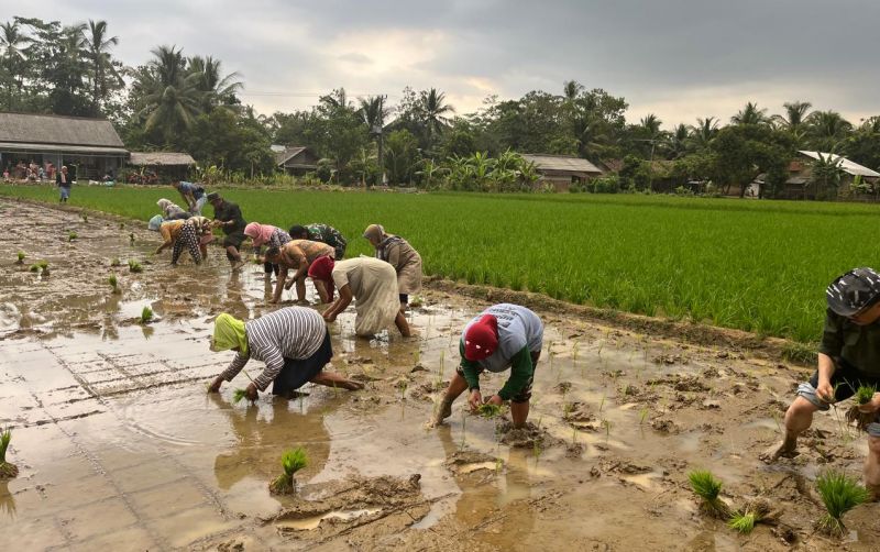 uploads/news/2024/09/perluas-areal-tanam-banteng-58715f56cd1912c.jpg