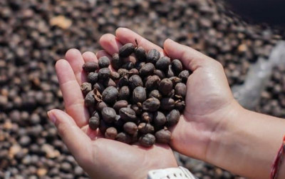 uploads/news/2024/10/harga-kopi-robusta-melambung--333336736ec99d1_400.jpg