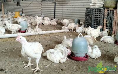 uploads/news/2024/10/industri-ayam-pedaging-siap-21197c53ced2553_400.jpg