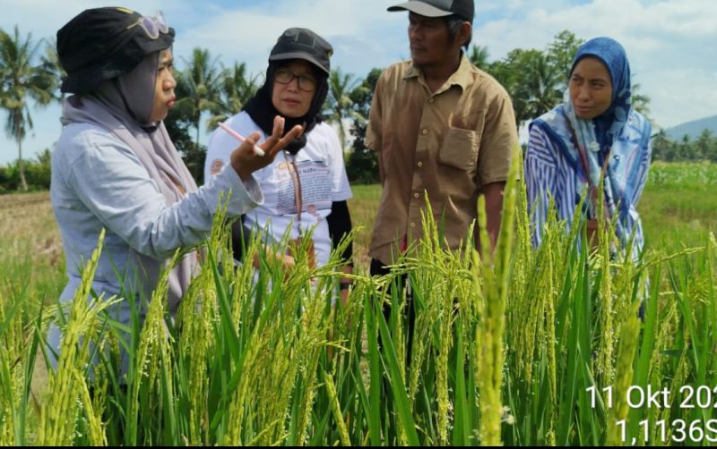 uploads/news/2024/10/monitoring-perkembangan-produksi-benih-81371512bd09052.jpg