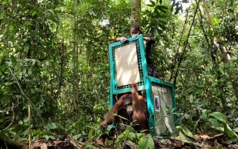 uploads/news/2024/11/enam-orangutan-dilepasliarkan-di-989758775cb7463.jpeg