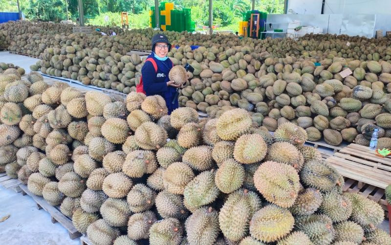 uploads/news/2024/11/pemanfaatan-produksi-durian-montong-277219a16135160.jpg