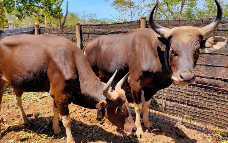 uploads/news/2024/11/terancam-punah-banteng-kalimantan-8552620a1141671.jpeg