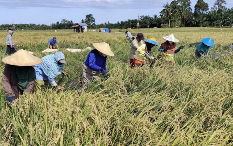 uploads/news/2024/12/petani-mamuju-tengah-panen-24262ac6376e1f8.jpg