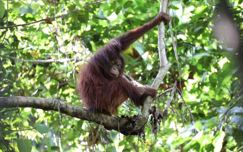 uploads/news/2025/01/empat-individu-orangutan-berhasil-45601719f25dc8f.jpg