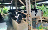 uploads/news/2025/02/genjot-produksi-susu-segar-717755033e6ed69_100.jpg