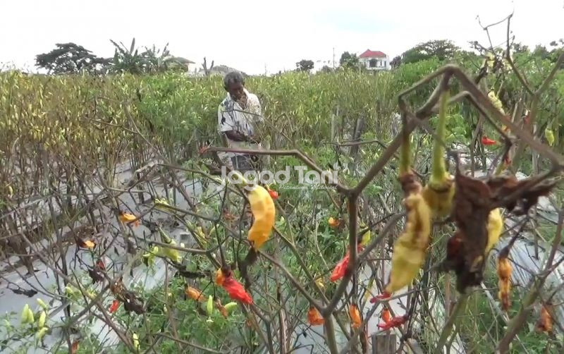 Harga Cabai Melonjak, Penyebabnya Penyakit Jamur uploads/news/2025/02/harga-cabai-melonjak-penyebabnya-53961da2833aad4.jpg