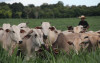 uploads/news/2025/03/sapi-brazil-26811e1e49f2ef1_100.jpeg