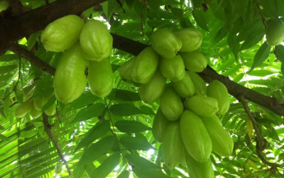 uploads/news/2025/04/belimbing-wuluh-tanaman-serbaguna-9048364352a9b4b_400.jpg