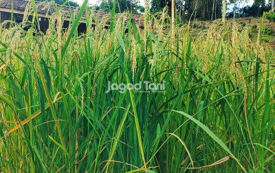 uploads/news/2025/04/brigade-pangan-langkah-kementan-3909316ec72e6c5_400.jpg