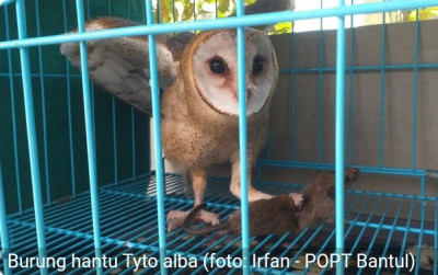 uploads/news/2025/04/burung-hantu-tyto-alba--78598f198bcd22d_400.jpg