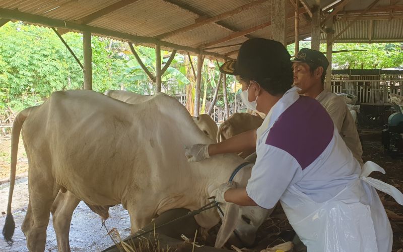 uploads/news/2025/04/hadapi-penyakit-sapi-ngorok--7212286db714cd7.jpeg