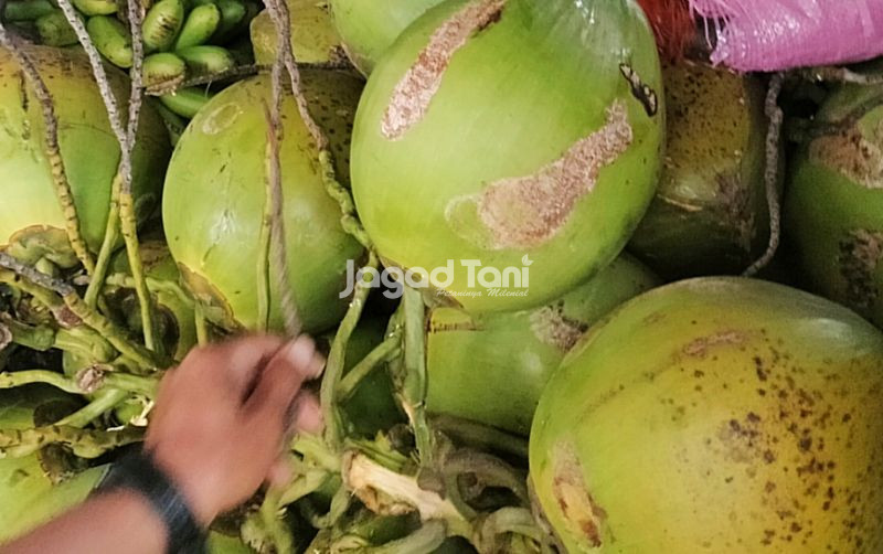 Harga Kelapa Naik, Petani Bahagia Kesejahteraan Meningkat uploads/news/2025/04/harga-kelapa-naik-petani-359372609f90a70.jpg