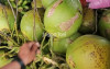 uploads/news/2025/04/harga-kelapa-naik-petani-359372609f90a70_100.jpg