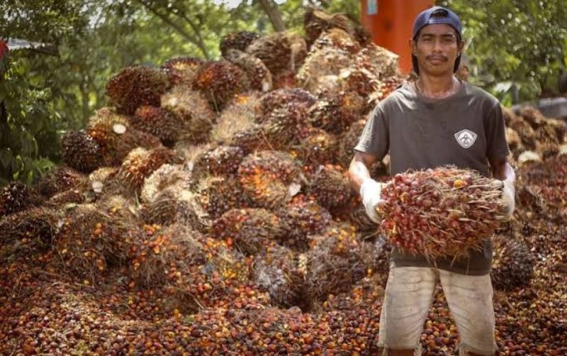 Harga TBS Sawit Naik, Petani Kaltim Tersenyum uploads/news/2025/04/harga-tbs-sawit-di-3252811793a2c5c.jpeg