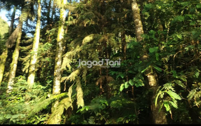 uploads/news/2025/04/inhutani-jasa-relokasi-pohon-1519398f23b6dc2_400.jpg
