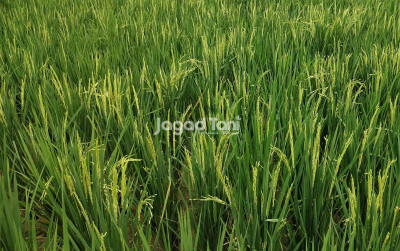 uploads/news/2025/04/jepang-kagumi-indonesia-berkat-54280de478ad1ce_400.jpg