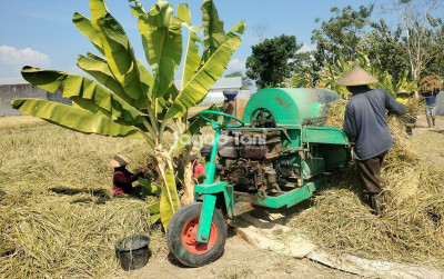uploads/news/2025/04/kebijakan-pemerintah-harga-gabah-44035ff61347495_400.jpg