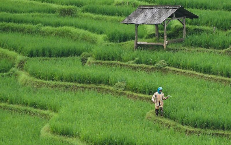 Kejar Oplah, Kementan Distribusikan 32,5 Ton Benih uploads/news/2025/04/kejar-oplah-kementan-distribusikan-61675abb760faa6.jpg