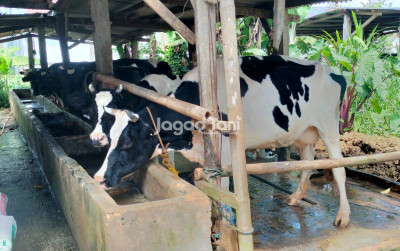 uploads/news/2025/04/kementan-dorong-pembangunan-peternakan-236213cdf0ff0c7_400.jpg