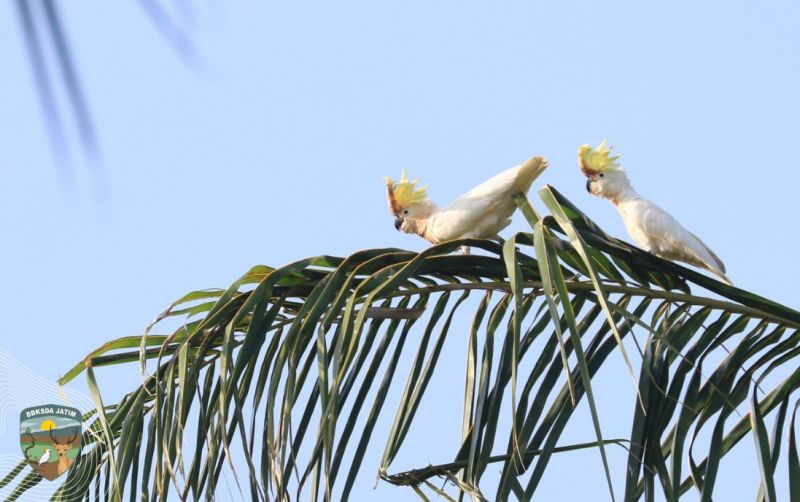 Konservas, Dua Kakatua Terbang Bebas Di Langit Masakambing uploads/news/2025/04/konservas-dua-kakatua-terbang-8563901be9a7a5e.jpg