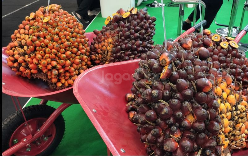 Konsumsi Dan Ekspor Sawit Menurun, Stok Meningkat uploads/news/2025/04/konsumsi-dan-ekspor-sawit-304422b30397582.jpg