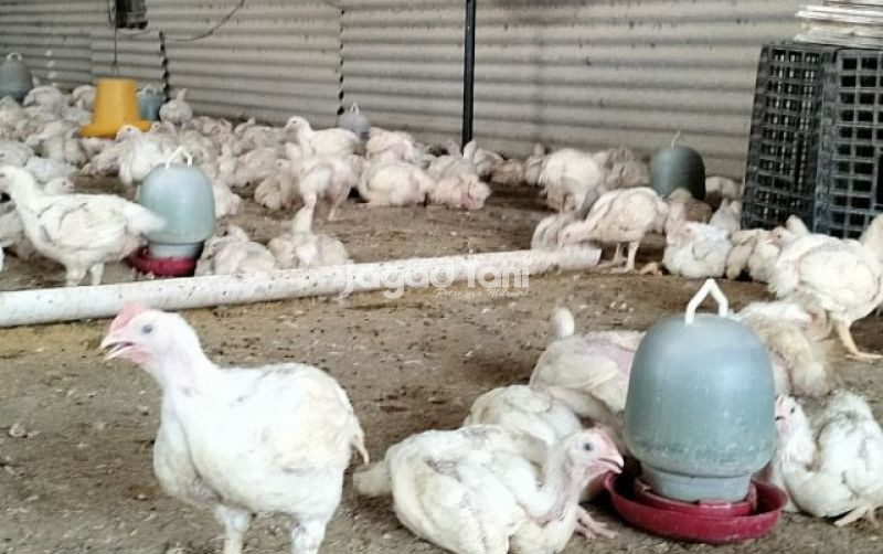 Lindungi Peternak, Kementan Stabilkan Harga Ayam Broiler uploads/news/2025/04/lindungi-peternak-kementan-stabilkan-435064e917d036e.jpg