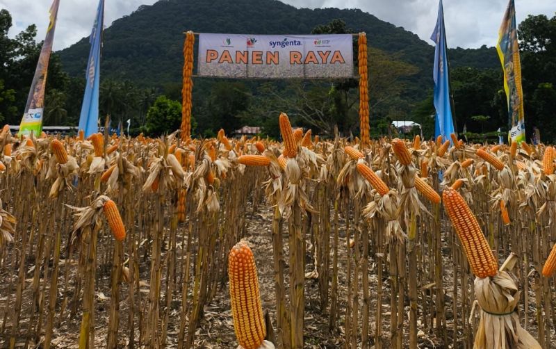 uploads/news/2025/04/panen-jagung-di-manggarai-958255d474dfcc4.jpeg