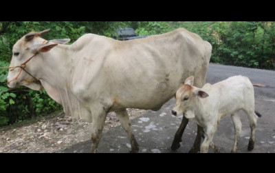 uploads/news/2025/04/penyimpangan-hibah-sapi-kementan-51803f09a8c4a3a_400.jpg