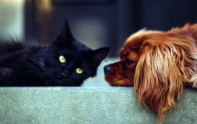 uploads/news/2025/04/rabies-melonjak-kementan-kirim-5609803071e926f_400.jpg