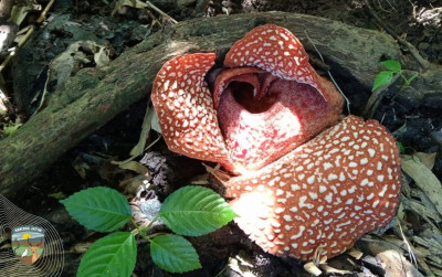 uploads/news/2025/04/rafflesia-zollingeriana-31972fad03aa6d0_400.jpg