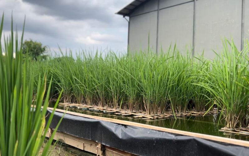 Si Opung, Inovasi Padi Apung Lahan Banjir uploads/news/2025/04/si-opung-inovasi-padi-16336b1d1c04b9f.jpg