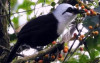 uploads/news/2025/04/update-status-dan-keanekaragaman-2731909521d6808_100.jpeg