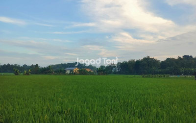 uploads/news/2025/05/akselerasi-swasembada-pangan-percepatan-96351f6a5a54ea7_400.jpg