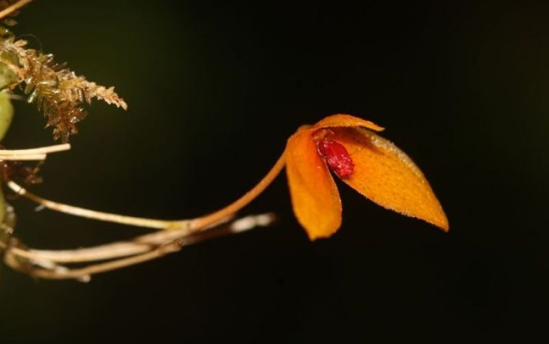 Anggrek Spesies Baru Ditemukan Di Kalimantan uploads/news/2025/05/anggrek-spesies-baru-ditemukan-35877e0785a395a.jpeg