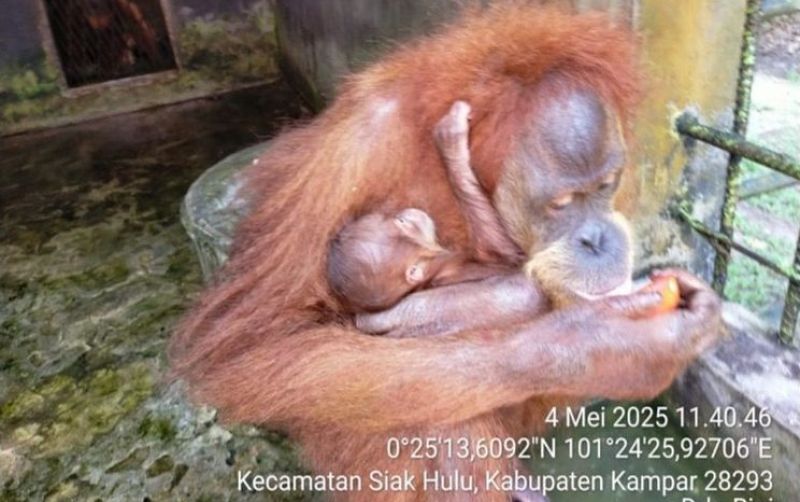 Bayi Orangutan Lahir di Lembaga Konversasi Riau uploads/news/2025/05/bayi-orangutan-lahir-di-624028440e6e34e.jpeg