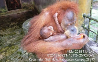 uploads/news/2025/05/bayi-orangutan-lahir-di-624028440e6e34e_400.jpeg