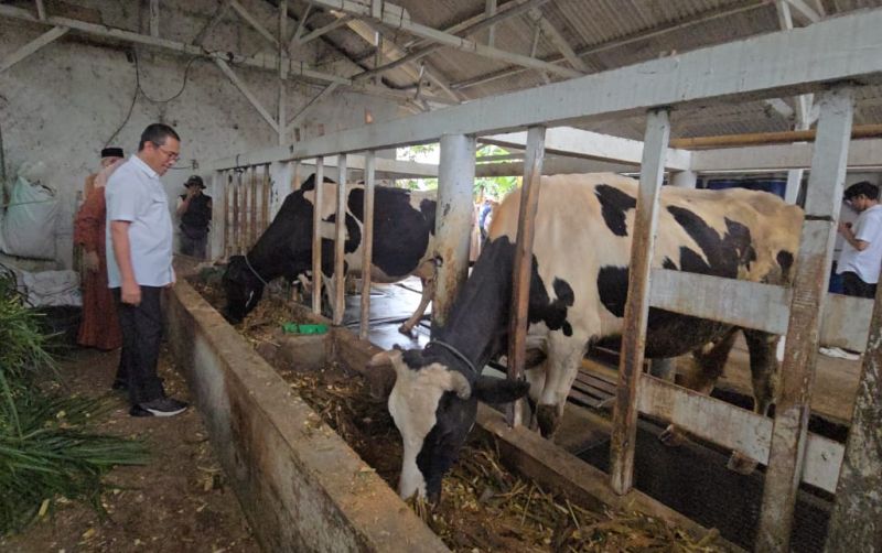 Berkat Program P2SP, Produksi Susu Meningkat Drastis uploads/news/2025/05/berkat-program-p2sp-produksi-70522f335b2550a.jpeg