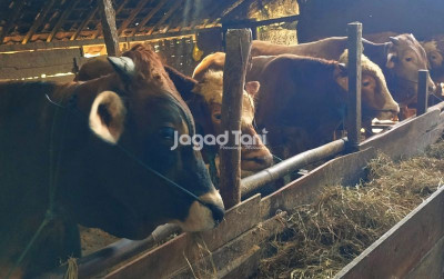 uploads/news/2025/05/brin-ungkap-inovasi-adaptasi-60285656d29f5f4_400.jpg