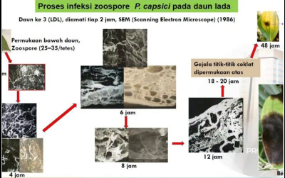 uploads/news/2025/05/brin-ungkap-penyebab-penurunan-70884831e344847_400.png
